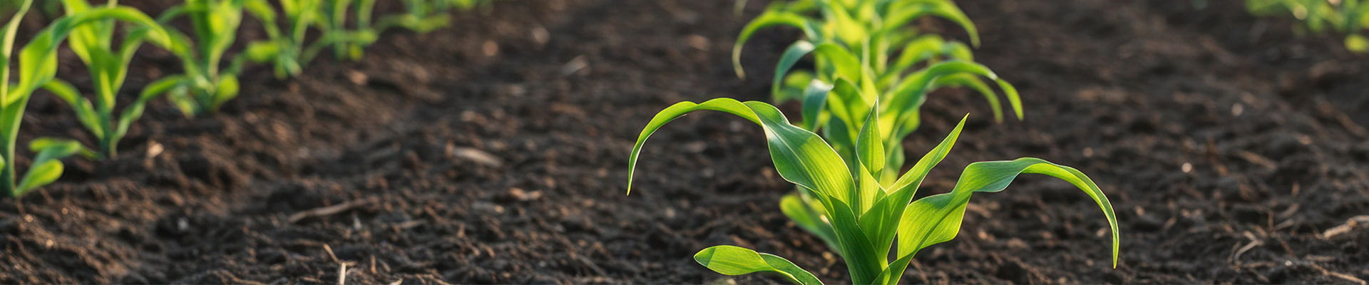 Corn crops starting to grow in the field