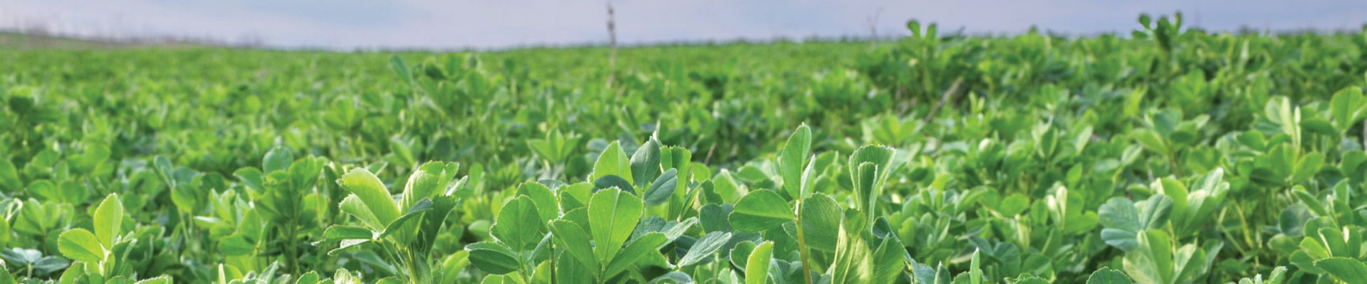 Alfalfa field