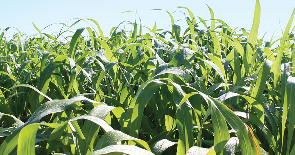Sorghum x Sudangrass Hybrid