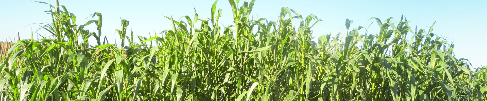 Hybrid pearl millet