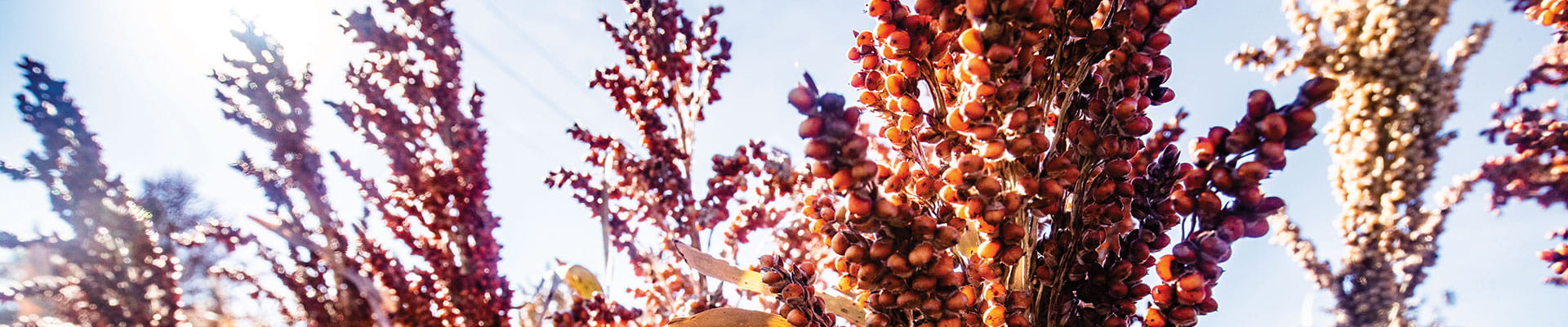 Sorghum crop