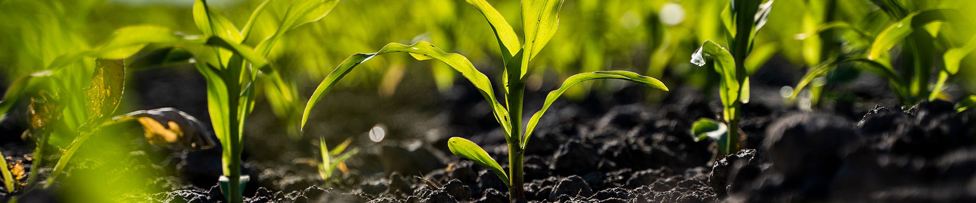 Corn seedlings