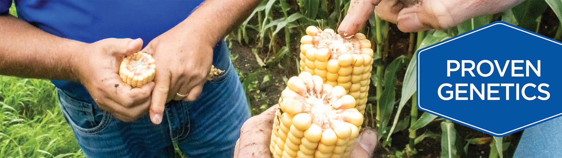 Proven genetics