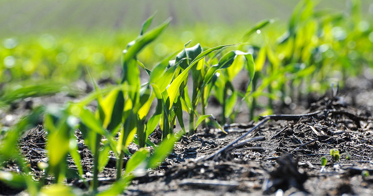 Corn seedlings