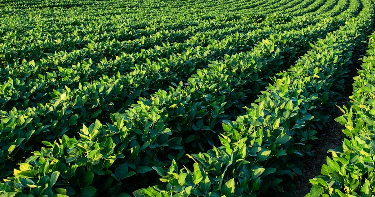 Soybean field