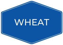 Wheat