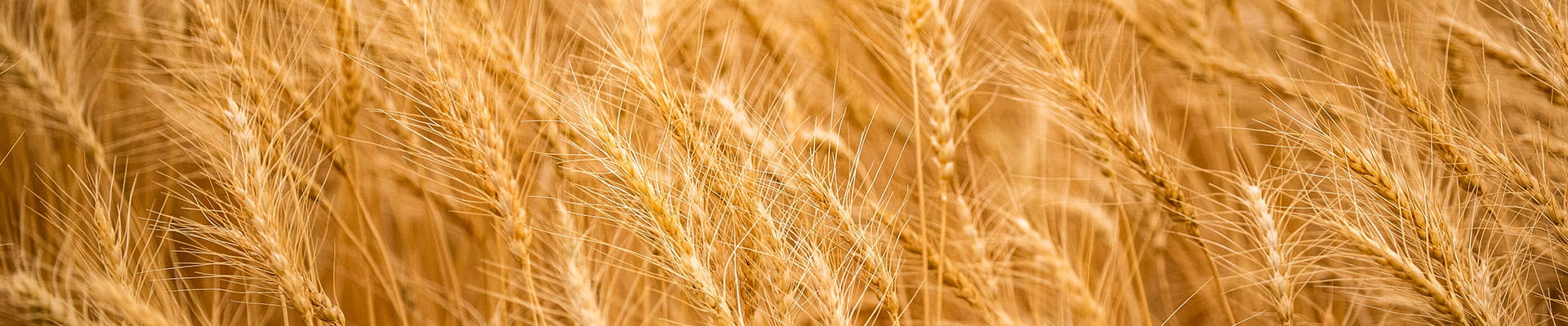 Wheat stalks growing in a field