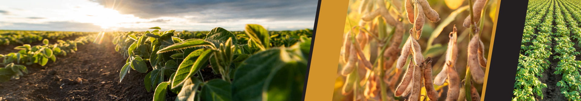 Collage of soybean fields
