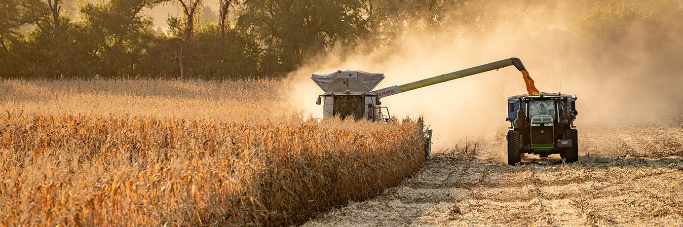 Autumn harvest
