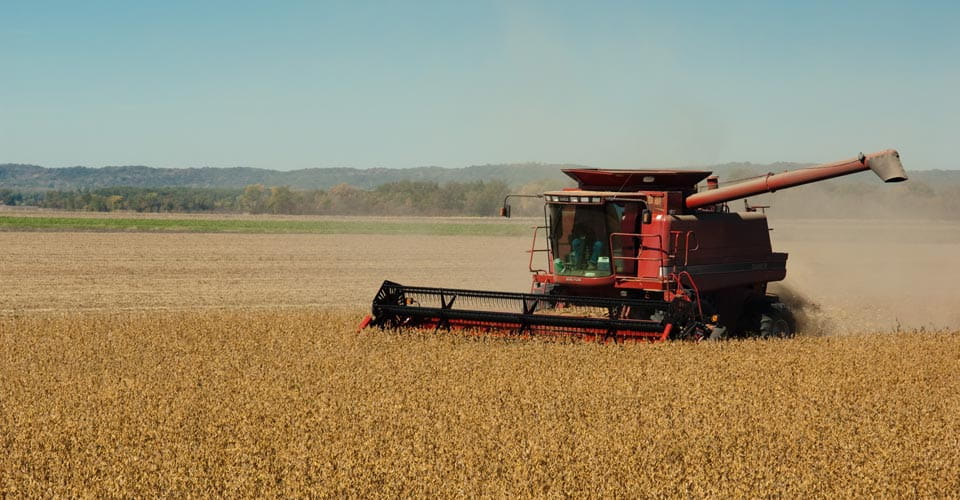 Combine harvesting a corn field