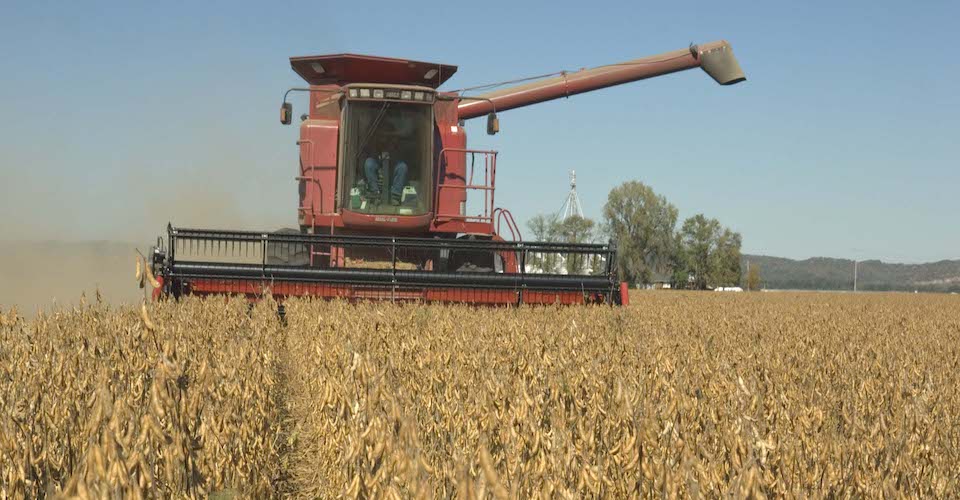 Harvesting soybeans