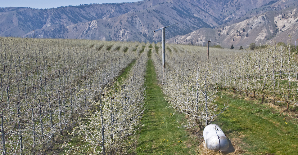 Propane-powered frost control, orchard.