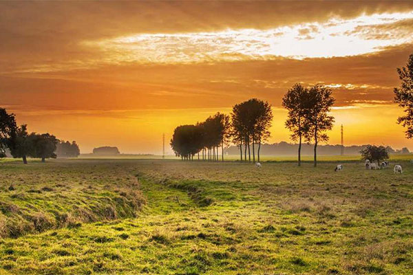 field