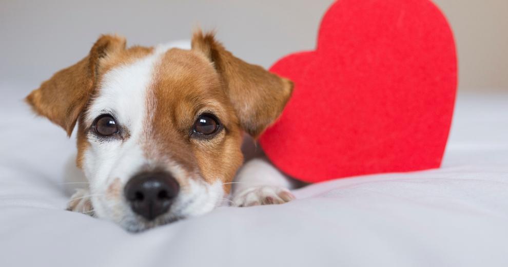 Puppy with heart