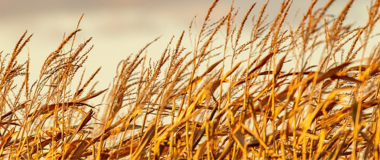 Corn at harvest time