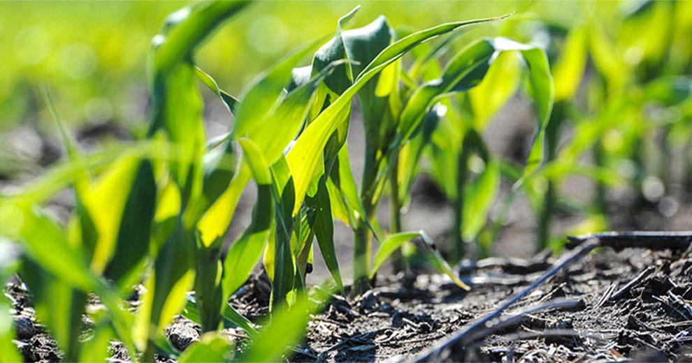 Seedlings