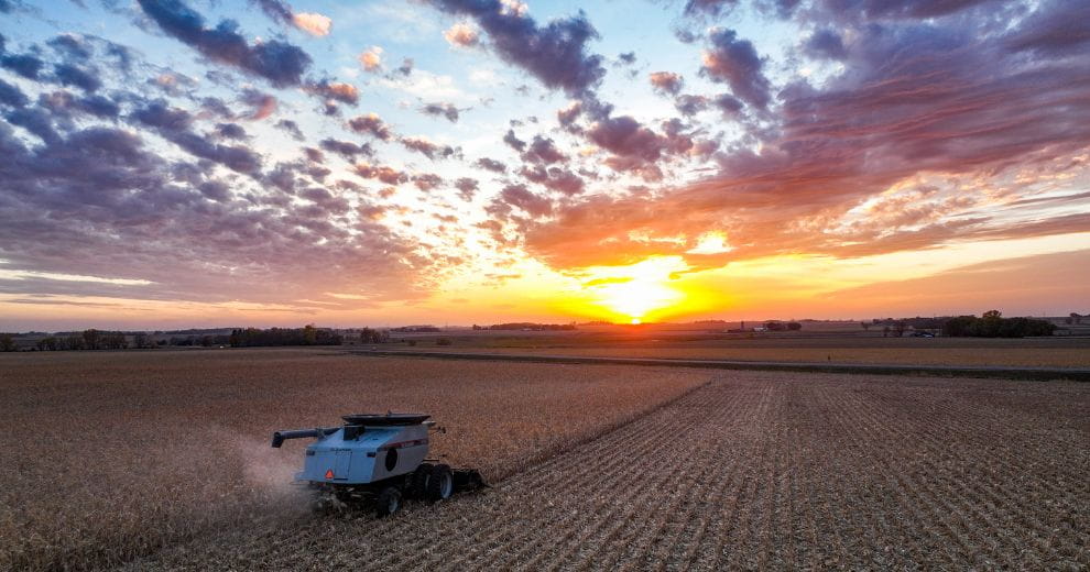 Harvest at sunset.