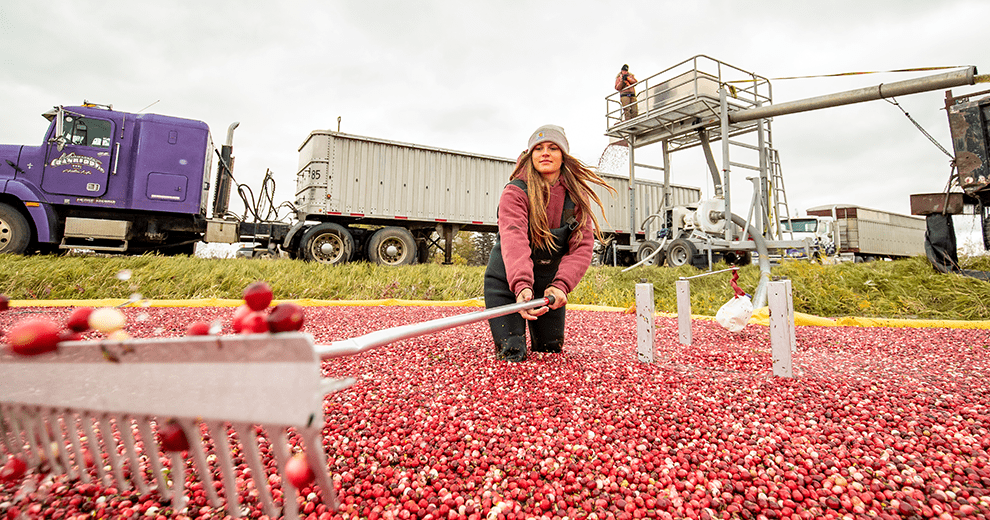 woman working in a cranberry field