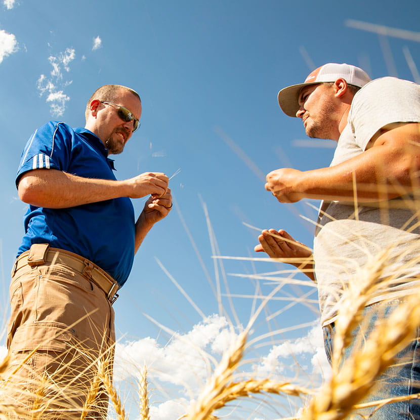 Grower and agronomy sales representative inspecting the wheat