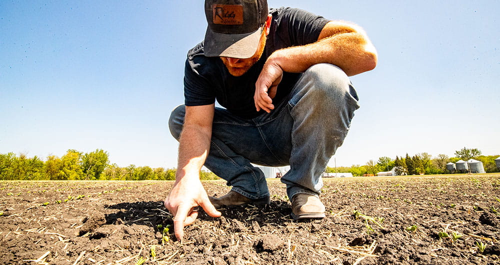Farmer touching the dirt next to a seedling