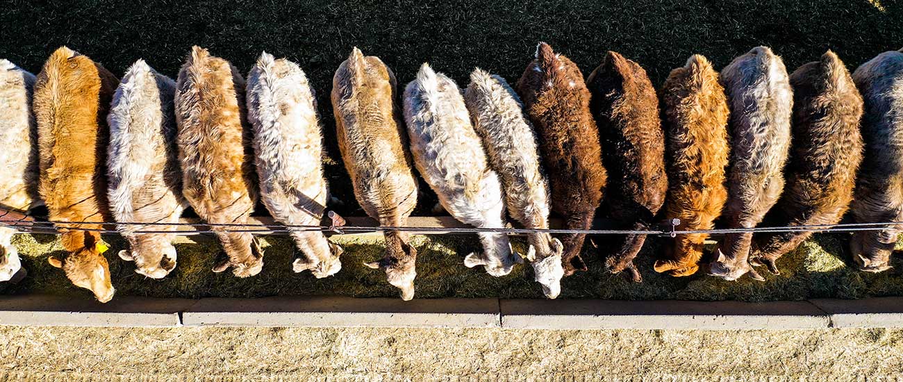 aerial view of 10 cattle in a line eating