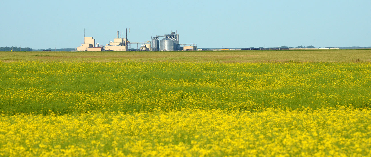Canola field with a facility in the distance