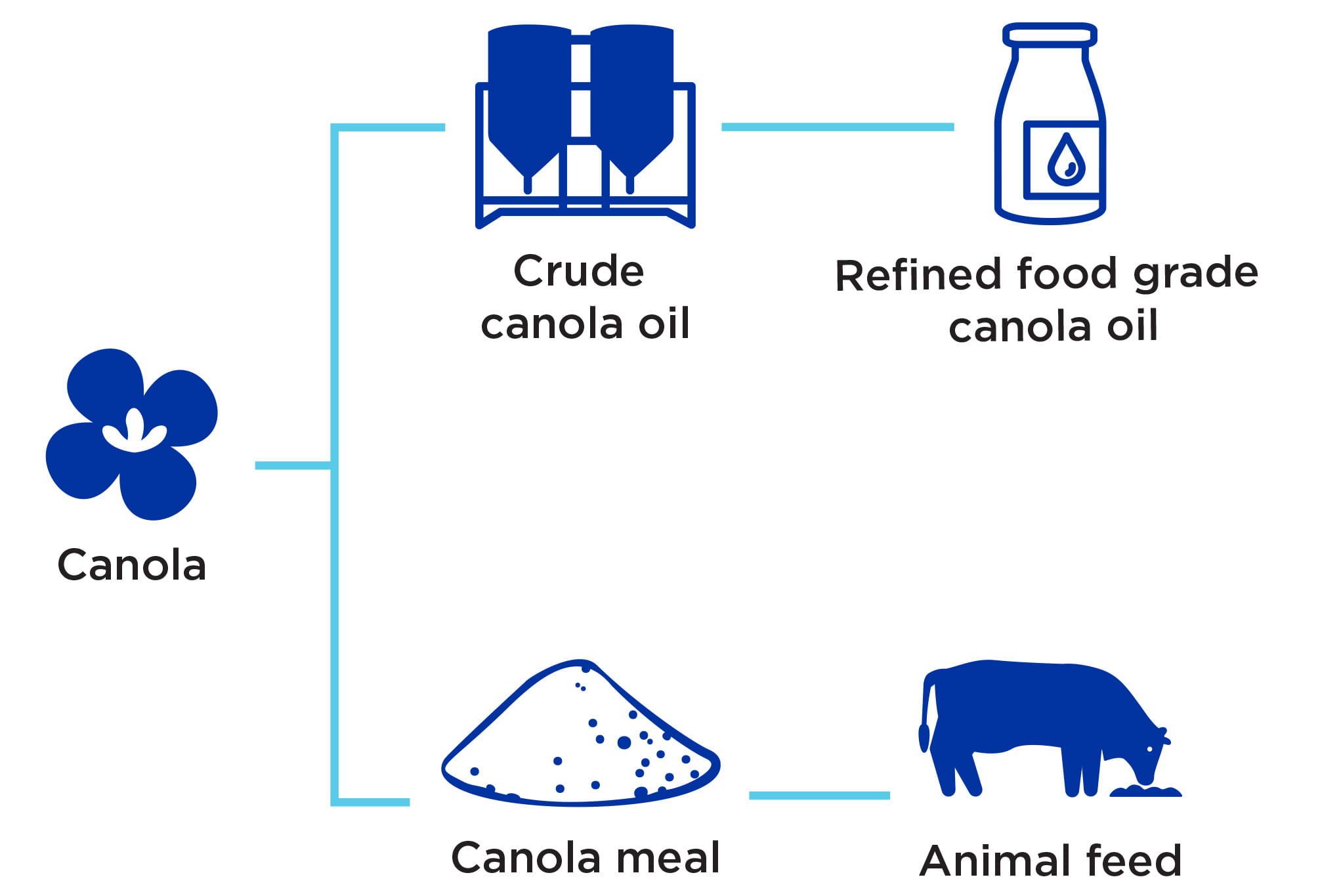 canola value chain
