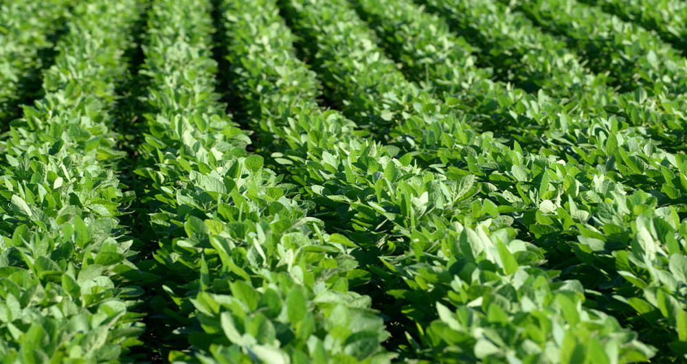 Green crops in a field