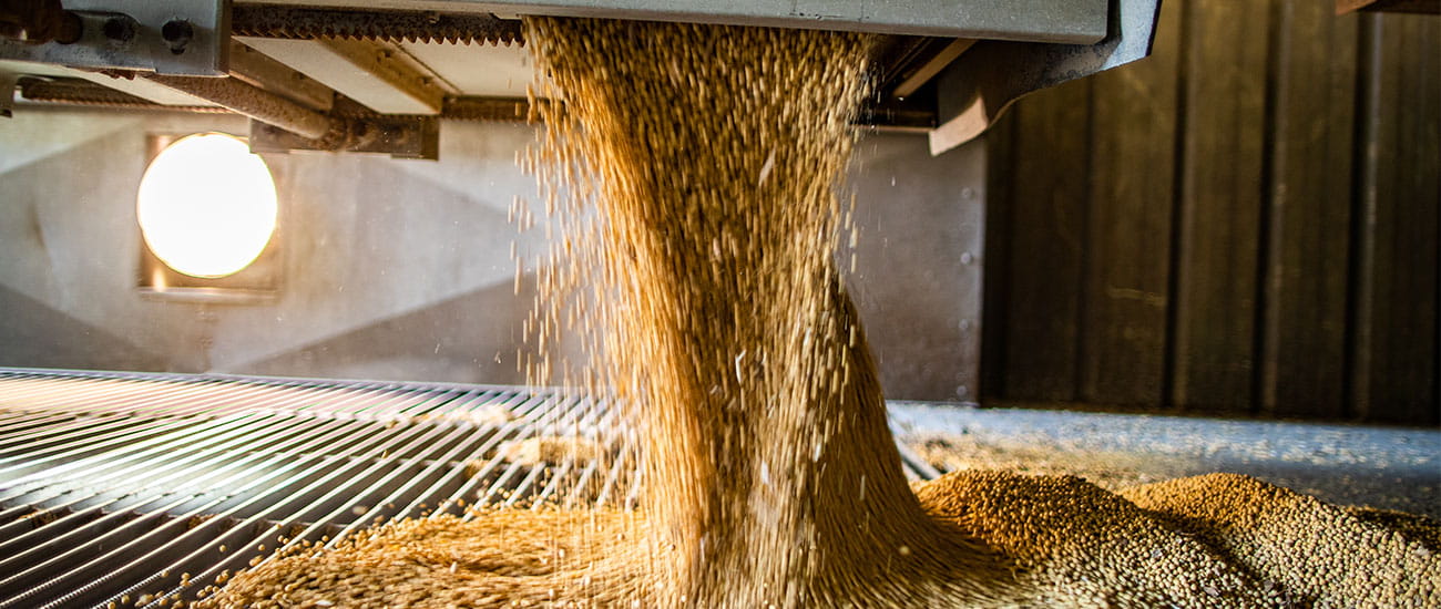 soybeans unloading into a bin