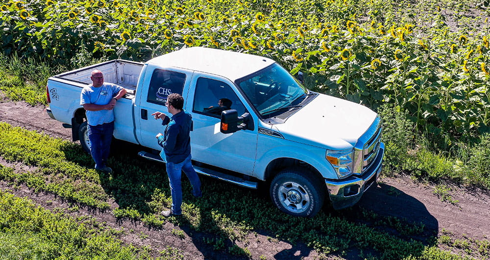 sunflower-field-grower