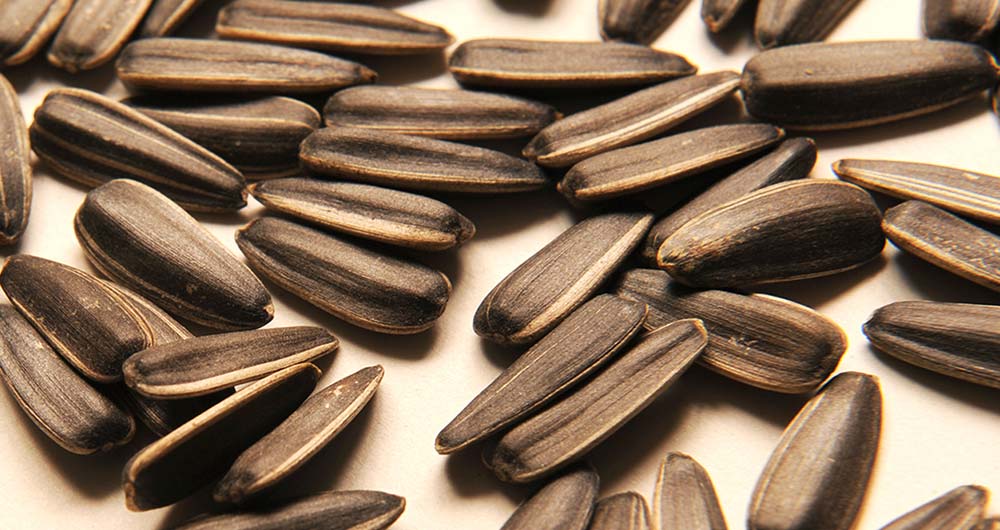 sunflower seeds