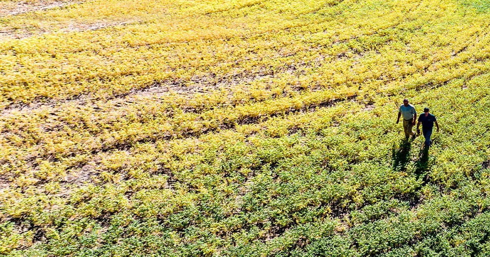 Two men walking through a field