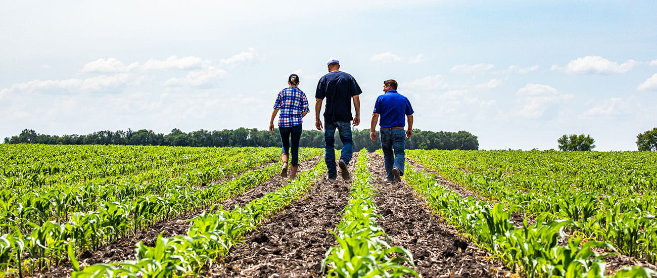 Producers and CHS agronomy sales rep walking through a corn field