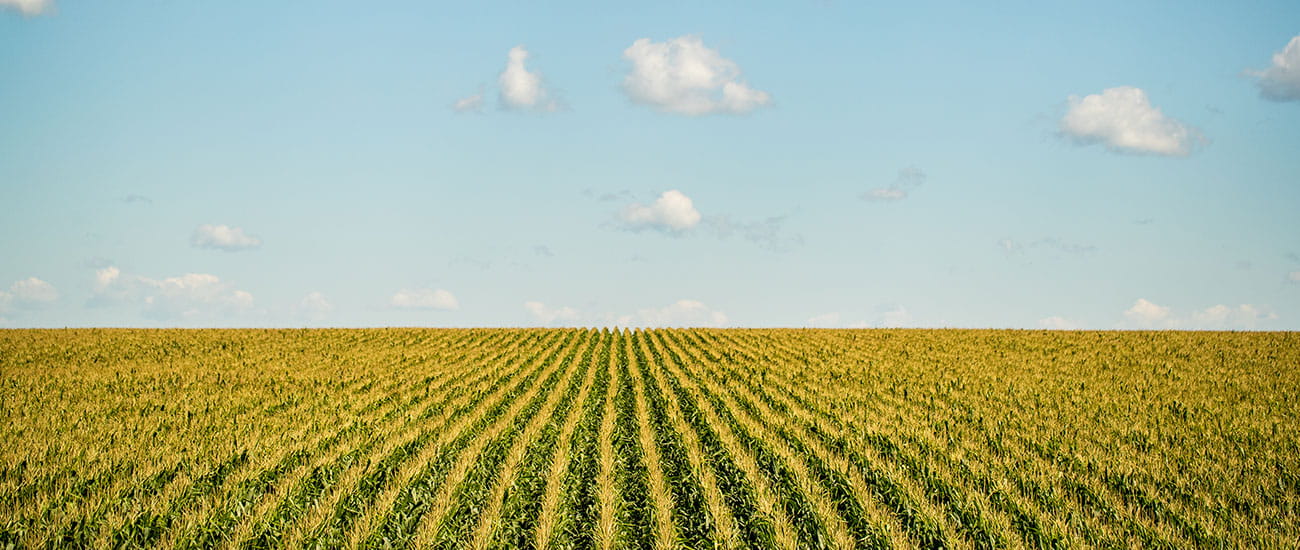 rows of crops in a field