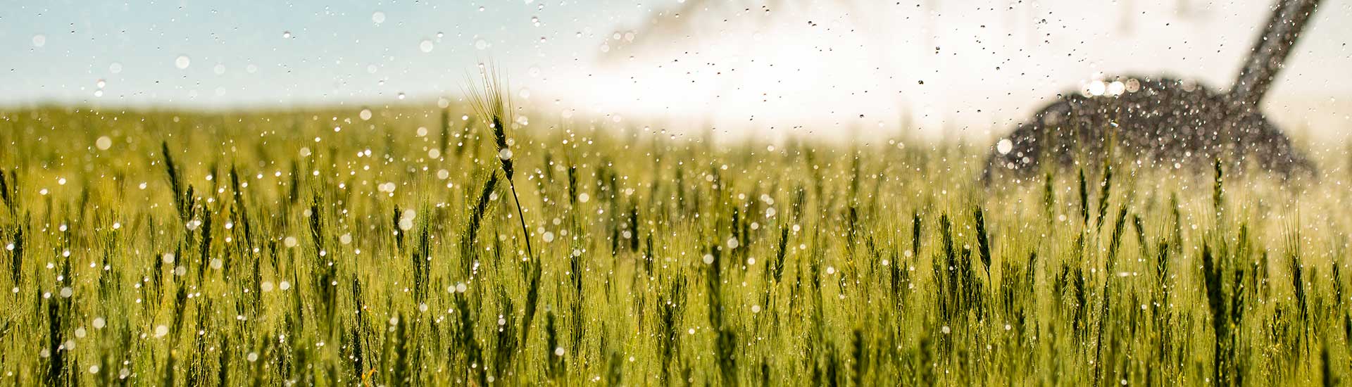 Irrigator in wheat field