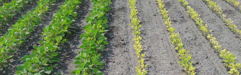 Soygreen test field