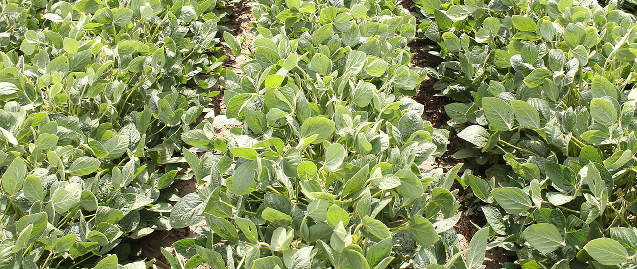 Soybean field near Minot, North Dakota