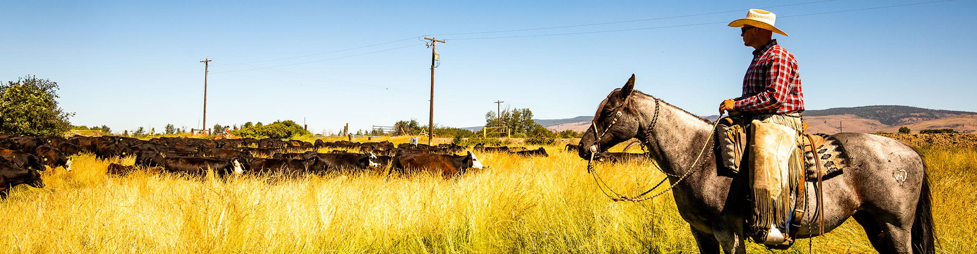 Man riding horse in pasture