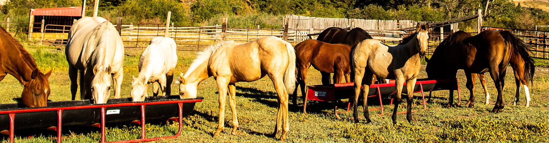 Horses eating from trough