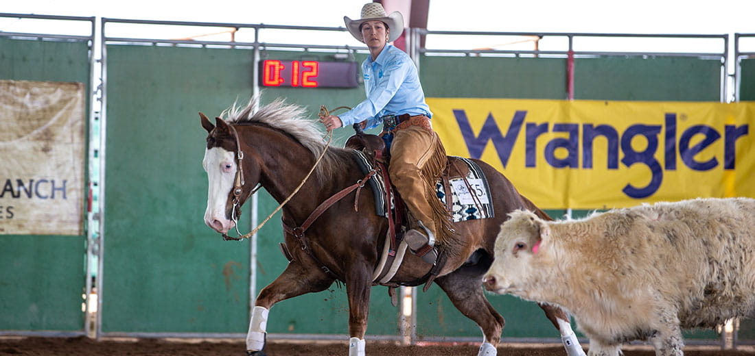 Woman riding horse in arena with cow