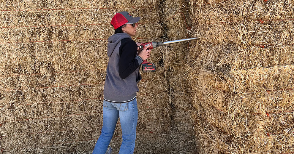 woman sampling hay with tool woman sampling hay with tool