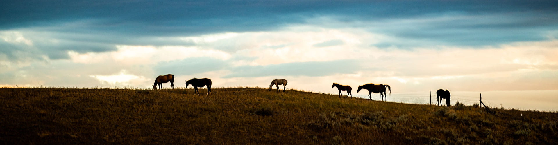 Horses grazing on hill with ominous sky