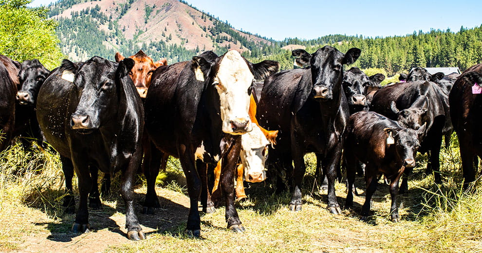 A herd of beef cattle