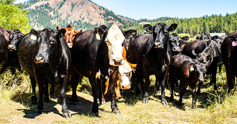 A herd of beef cattle