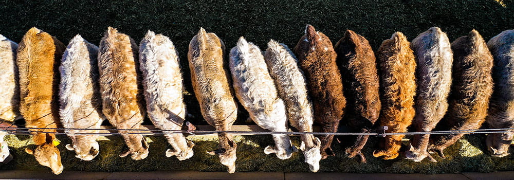 Cattle eating from trough