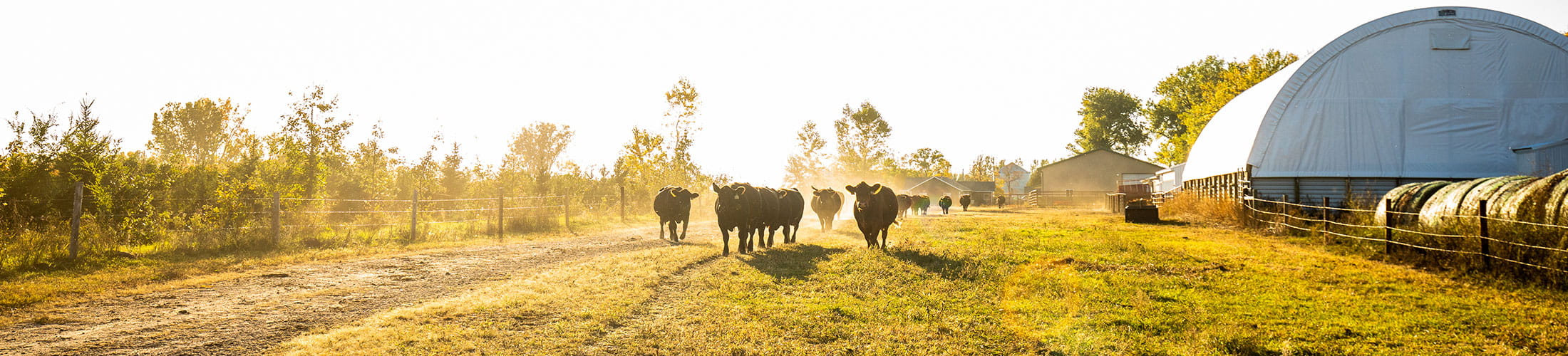 Group of cattle walking down a dirt road during golden hour