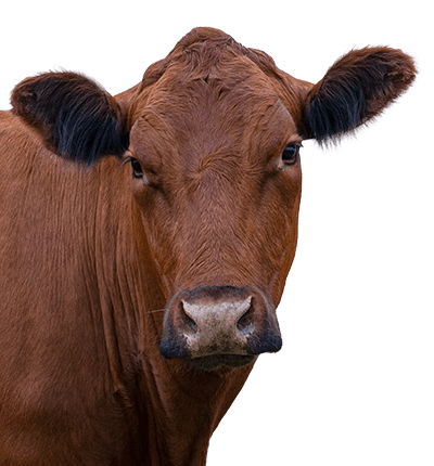 Brown cow head