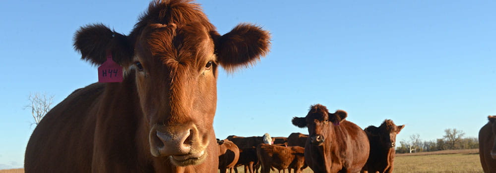 Brown cow looking forward with other brown cows in the background