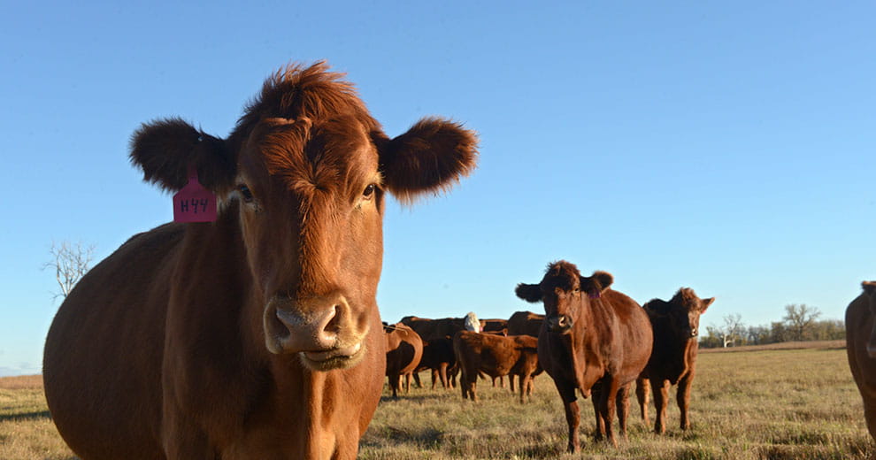 Brown cow looking forward with other brown cows in the background