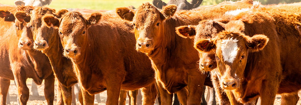 Brown cows looking